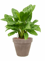 Aglaonema Stripes In Terra Cotta D 25 H 67 cm - PlantenShop24 - 16-05-2025