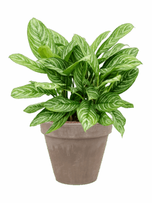 Aglaonema Stripes In Terra Cotta D 28 H 60 cm - PlantenShop24 - 26-05-2025