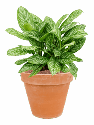 Aglaonema Stripes In Terra Cotta D 28 H 64 cm - PlantenShop24 - 15-05-2025