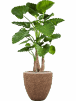 Alocasia Calidora In Baq Naturescast D 50 H 168 cm - PlantenShop24 - 21-05-2025