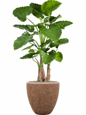 Alocasia Calidora In Baq Naturescast D 50 H 168 cm - PlantenShop24 - 21-05-2025