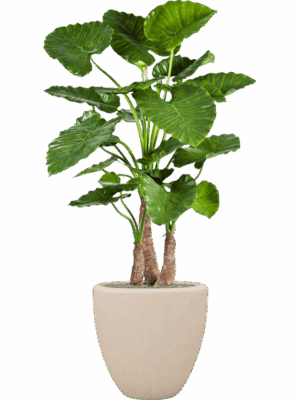 Alocasia Calidora In Baq Polystone Plain D 50 H 167 cm - PlantenShop24 - 21-05-2025