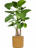 Alocasia Calidora In Cylinder D 40 H 158 cm - PlantenShop24 - 27-05-2025