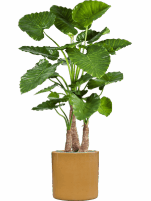 Alocasia Calidora In Cylinder D 40 H 158 cm - PlantenShop24 - 27-05-2025