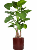 Alocasia Calidora In Cylinder D 40 H 158 cm - PlantenShop24 - 27-05-2025