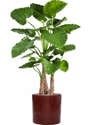 Alocasia Calidora In Cylinder D 40 H 158 cm - PlantenShop24 - 27-05-2025