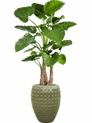 Alocasia Calidora In Laos D 44 H 172 cm - PlantenShop24 - 27-05-2025