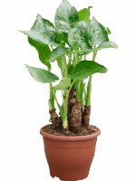 Alocasia Cucullata D 23 H 55 cm - PlantenShop24 - 02-05-2025