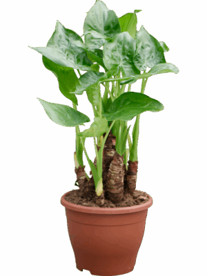 Alocasia Cucullata D 23 H 55 cm - PlantenShop24 - 02-05-2025