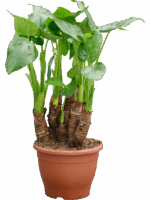 Alocasia Cucullata D 26 H 60 cm - PlantenShop24 - 02-05-2025