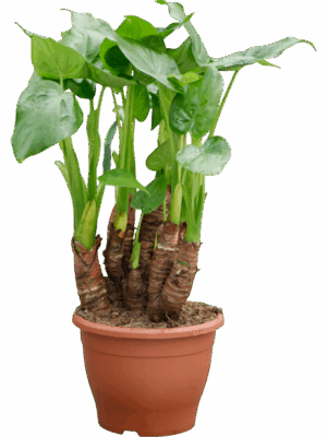 Alocasia Cucullata D 26 H 60 cm - PlantenShop24 - 02-05-2025