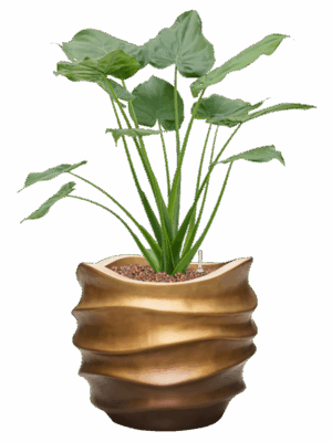 Alocasia Cucullata In Baq Gradient Lee D 22 H 91 cm - PlantenShop24 - 18-05-2025