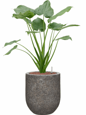 Alocasia Cucullata In Baq Naturescast D 22 H 92 cm - PlantenShop24 - 18-05-2025