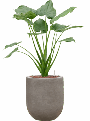 Alocasia Cucullata In Baq Nucast D 22 H 92 cm - PlantenShop24 - 18-05-2025