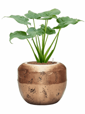 Alocasia Cucullata In Baq Opus Raw D 18 H 90 cm - PlantenShop24 - 08-05-2025