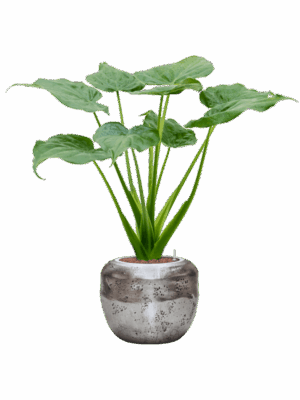 Alocasia Cucullata In Baq Opus Raw D 18 H 97 cm - PlantenShop24 - 08-05-2025