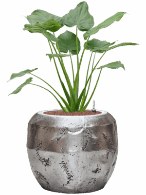 Alocasia Cucullata In Baq Opus Raw D 22 H 96 cm - PlantenShop24 - 18-05-2025