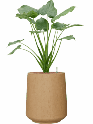 Alocasia Cucullata In Baq Raindrop D 22 H 100 cm - PlantenShop24 - 18-05-2025