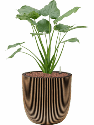 Alocasia Cucullata In Capi Nature Groove NL D 22 H 96 cm - PlantenShop24 - 18-05-2025