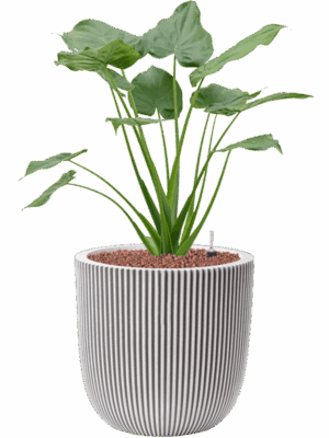 Alocasia Cucullata In Capi Nature Groove NL D 22 H 96 cm - PlantenShop24 - 18-05-2025