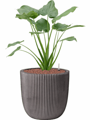 Alocasia Cucullata In Capi Nature Groove NL D 22 H 96 cm - PlantenShop24 - 18-05-2025