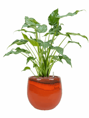 Alocasia Cucullata In Charlotte D 15 H 59 cm - PlantenShop24 - 02-05-2025