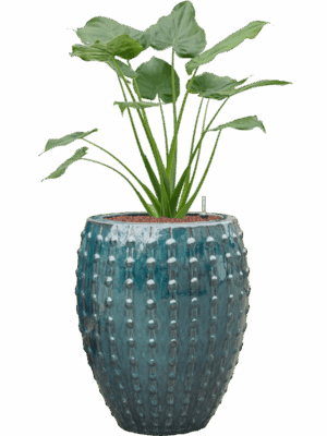 Alocasia Cucullata In Laos D 22 H 112 cm - PlantenShop24 - 18-05-2025