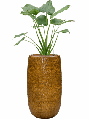 Alocasia Cucullata In Marly D 22 H 120 cm - PlantenShop24 - 18-05-2025