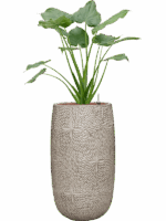 Alocasia Cucullata In Marly D 22 H 120 cm - PlantenShop24 - 18-05-2025