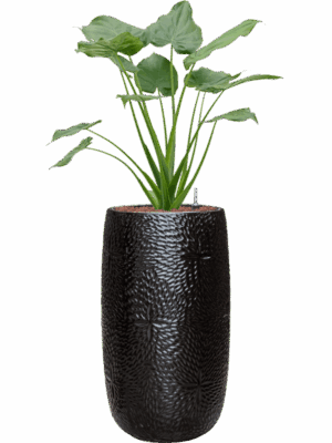 Alocasia Cucullata In Marly D 22 H 120 cm - PlantenShop24 - 18-05-2025