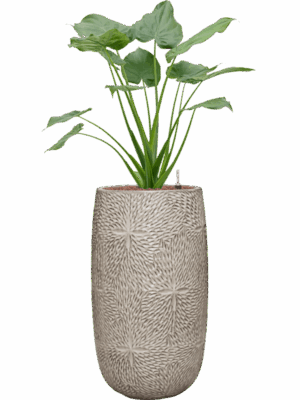 Alocasia Cucullata In Marly D 22 H 120 cm - PlantenShop24 - 18-05-2025