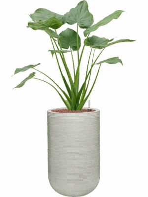 Alocasia Cucullata In Ridged Horizontally D 22 H 101 cm - PlantenShop24 - 09-05-2025