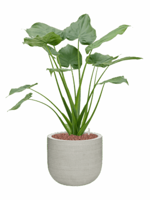 Alocasia Cucullata In Ridged Horizontally D 22 H 81 cm - PlantenShop24 - 18-05-2025