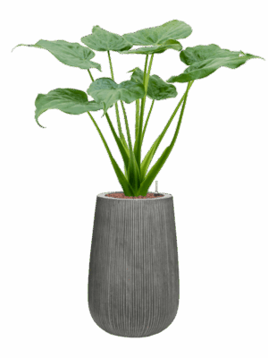 Alocasia Cucullata In Ridged Vertically D 18 H 94 cm - PlantenShop24 - 08-05-2025