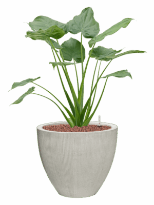 Alocasia Cucullata In Ridged Vertically D 22 H 89 cm - PlantenShop24 - 18-05-2025