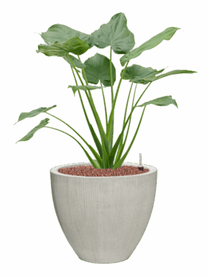 Alocasia Cucullata In Ridged Vertically D 22 H 90 cm - PlantenShop24 - 18-05-2025