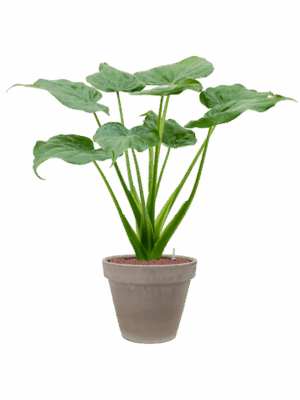 Alocasia Cucullata In Terra Cotta D 18 H 97 cm - PlantenShop24 - 21-05-2025