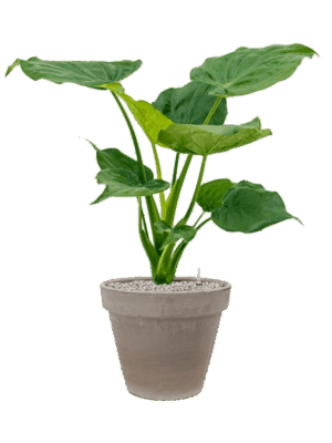 Alocasia Cucullata In Terra Cotta D 19 H 87 cm - PlantenShop24 - 21-05-2025