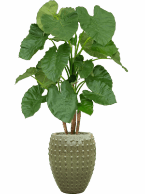 Alocasia In Laos D 44 H 172 cm - PlantenShop24 - 27-05-2025