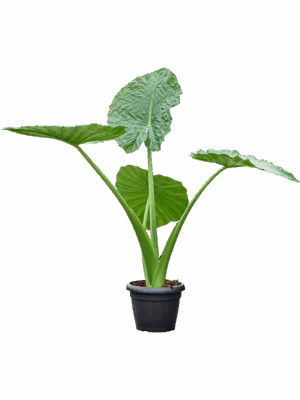 Alocasia Macrorrhiza D 35 H 125 cm - PlantenShop24 - 28-05-2025