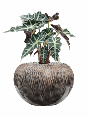Alocasia Polly In Baq Luxe Lite Universe Comet D 17 H 52 cm - PlantenShop24 - 26-05-2025