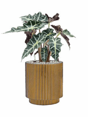 Alocasia Polly In Capi Nature Groove D 17 H 52 cm - PlantenShop24 - 08-05-2025