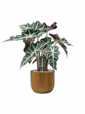 Alocasia Polly In Capi Nature Groove D 17 H 64 cm - PlantenShop24 - 01-05-2025