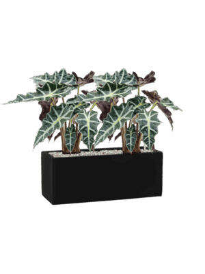 Alocasia Polly In Fiberstone D 17 H 46 cm - PlantenShop24 - 26-05-2025