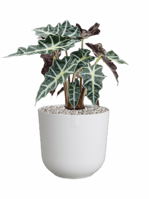 Alocasia Polly In Jazz D 17 H 51 cm - PlantenShop24 - 26-05-2025