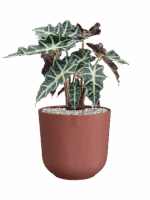 Alocasia Polly In Jazz D 17 H 51 cm - PlantenShop24 - 26-05-2025