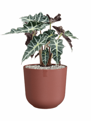 Alocasia Polly In Jazz D 17 H 51 cm - PlantenShop24 - 26-05-2025