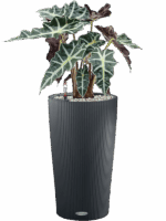 Alocasia Polly In Lechuza Cilindro D 17 H 65 cm - PlantenShop24 - 26-05-2025