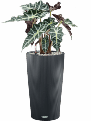 Alocasia Polly In Lechuza Cilindro D 17 H 65 cm - PlantenShop24 - 26-05-2025