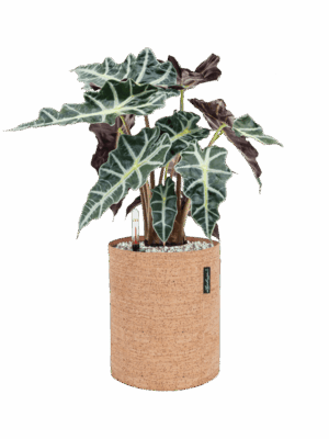 Alocasia Polly In Lechuza Trendcover Cork D 17 H 50 cm - PlantenShop24 - 26-05-2025